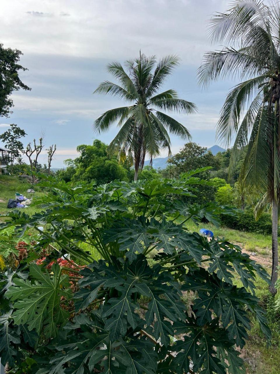 Holiday home Kopan House View Point